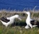 Royal Albatross Centre